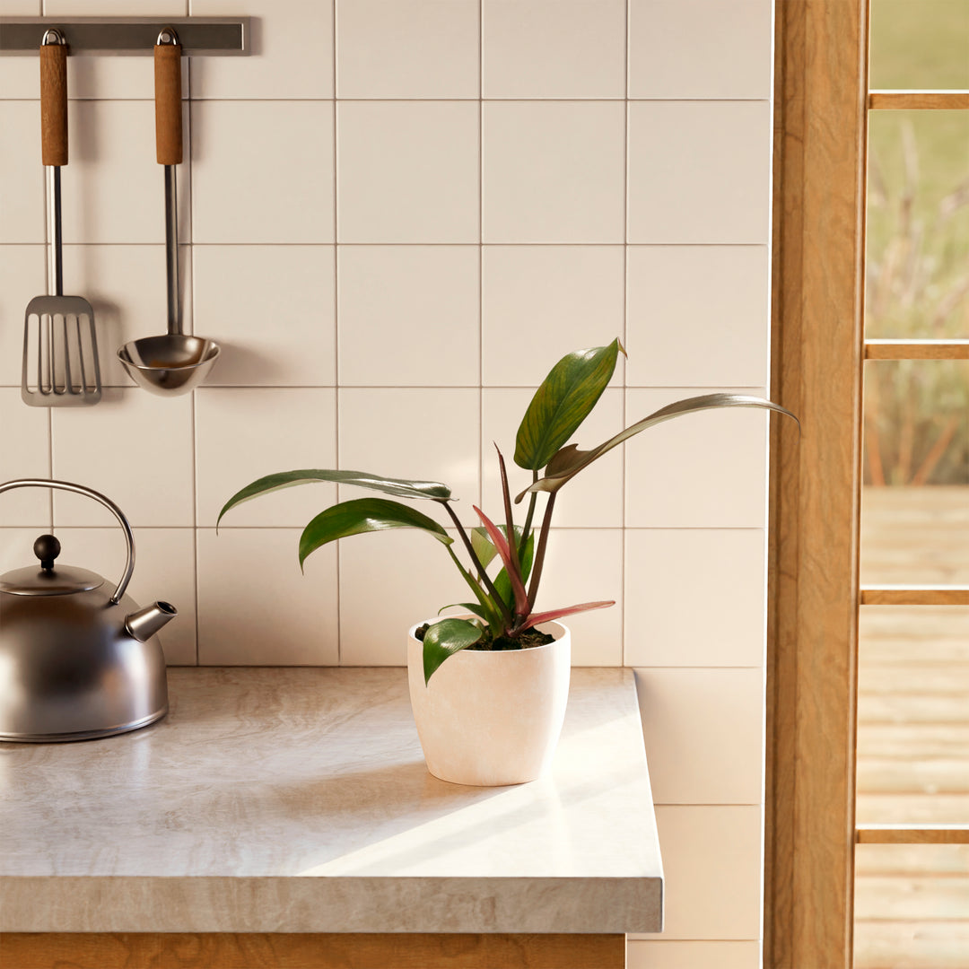 Florida Bronze Philodendron in light cream sustainable planter on modern kitchen counter near tile backsplash, air-purifying tropical plant for home.