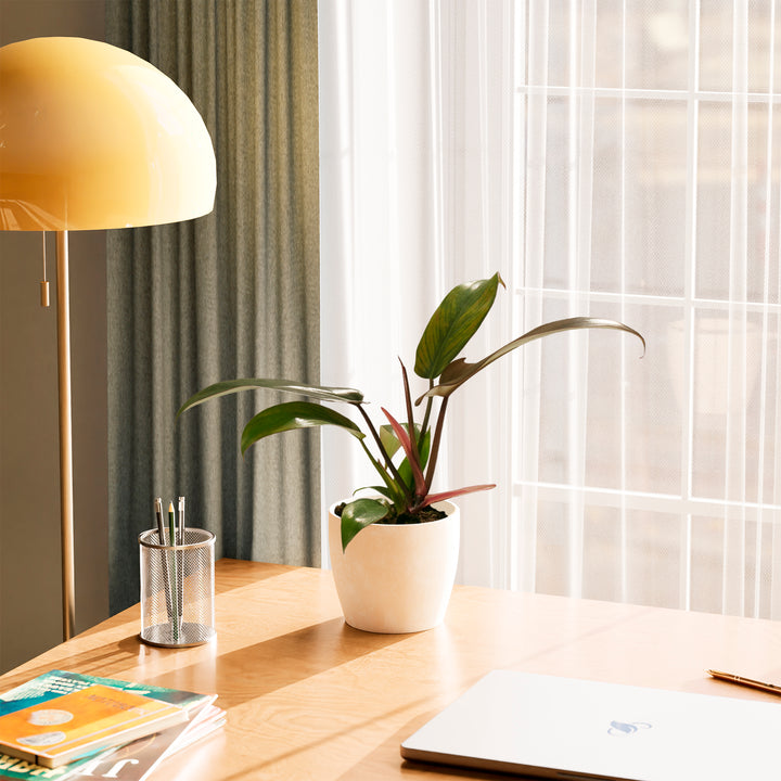 Philodendron Florida Bronze in cream eco pot styled on wood desk with brass lamp and office supplies, elegant foliage plant for workspace decor.
