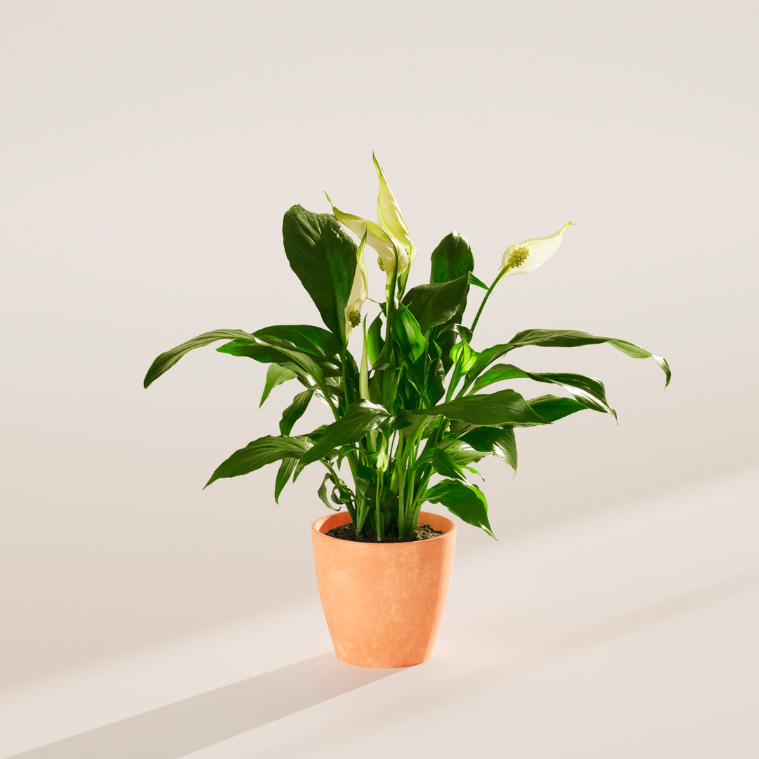Peace Lily (Spathiphyllum)