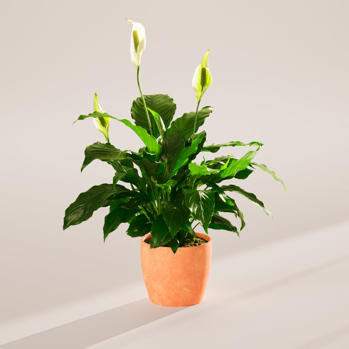 Peace Lily (Spathiphyllum)