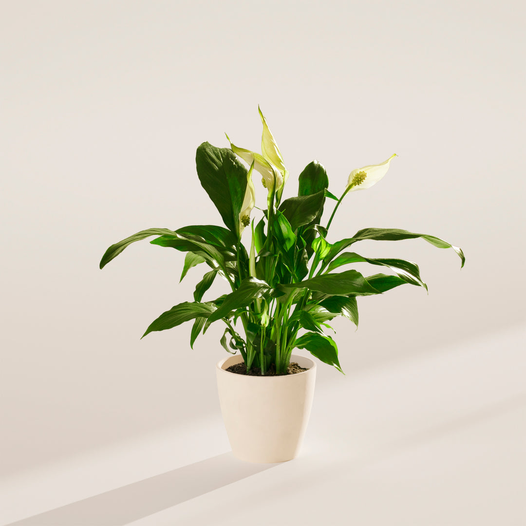 Peace Lily (Spathiphyllum)