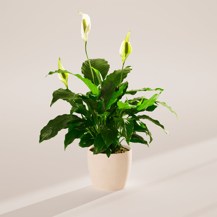 Peace Lily (Spathiphyllum)