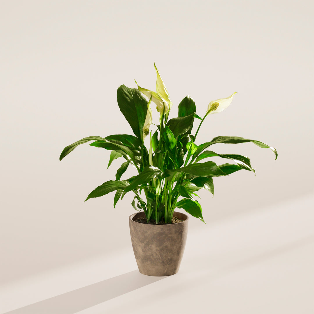Peace Lily (Spathiphyllum)