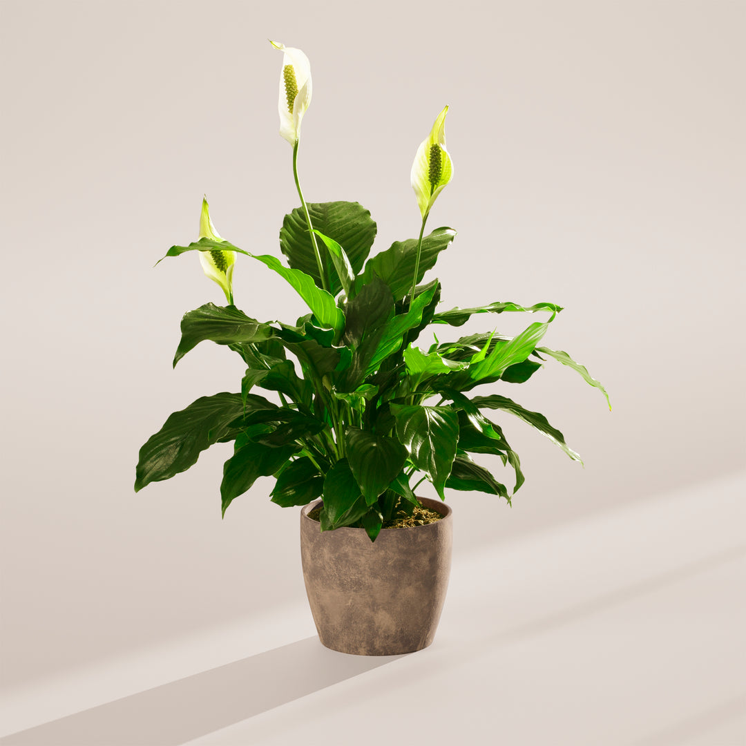 Peace Lily (Spathiphyllum)