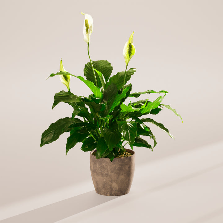 Peace Lily (Spathiphyllum)