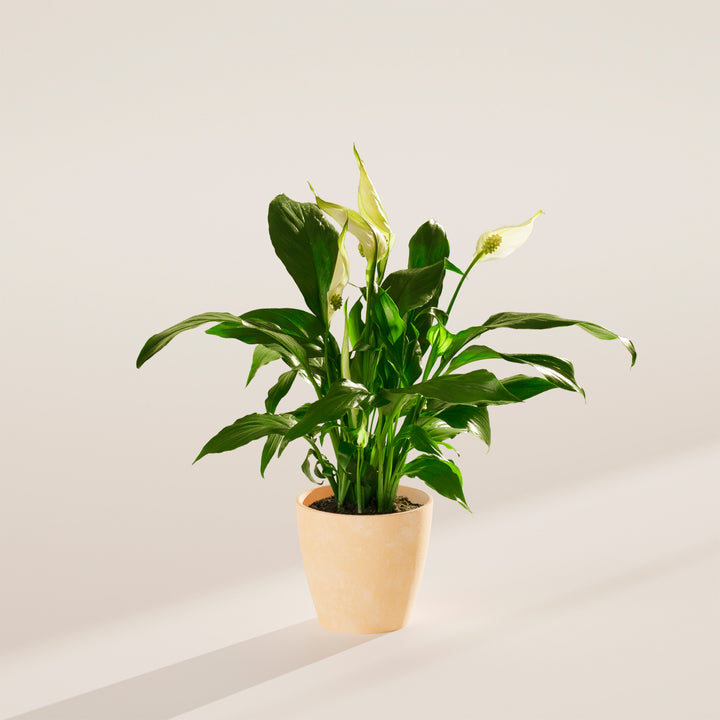 Peace Lily (Spathiphyllum)