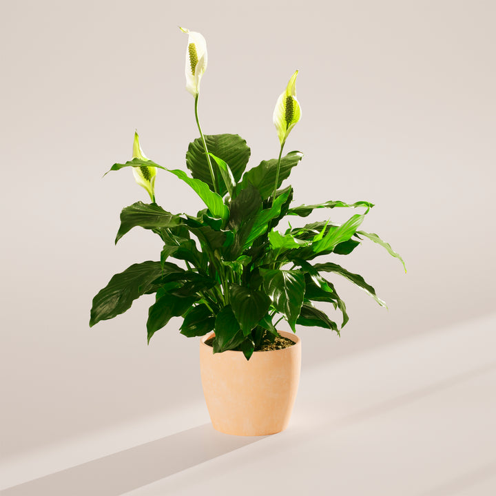 Peace Lily (Spathiphyllum)