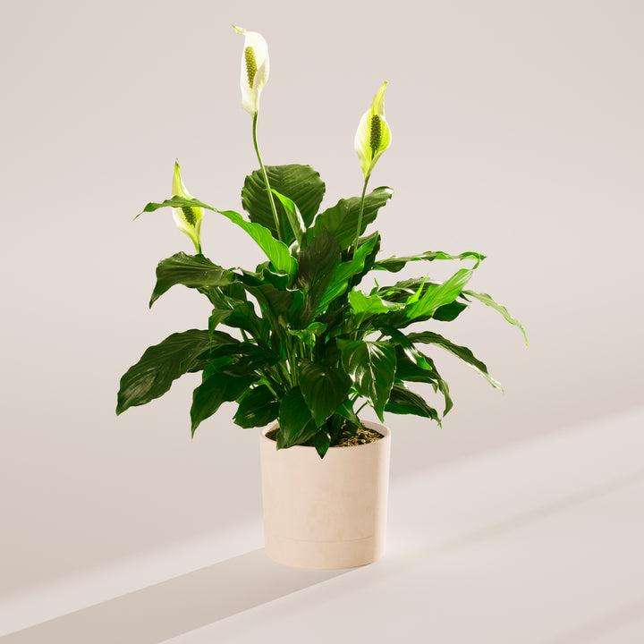 Peace Lily (Spathiphyllum)