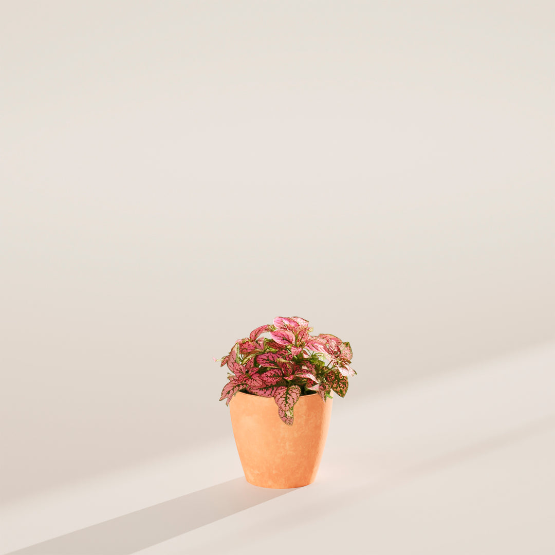 Pink Polka Dot Plant with vibrant pink speckled leaves sitting in a smooth, terracotta-colored ceramic planter.