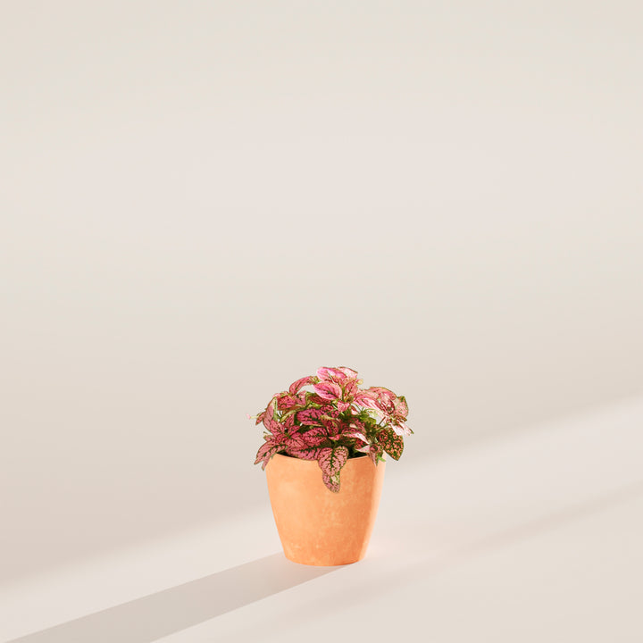 Pink Polka Dot Plant with vibrant pink speckled leaves sitting in a smooth, terracotta-colored ceramic planter.
