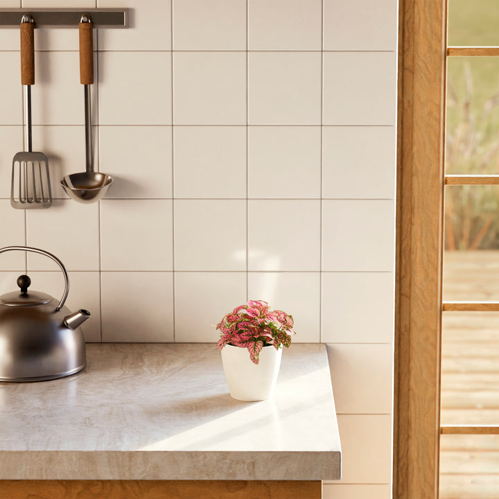 Pink Polka Dot Plant with colorful foliage in a smooth white pot on a bright kitchen countertop next to a kettle.