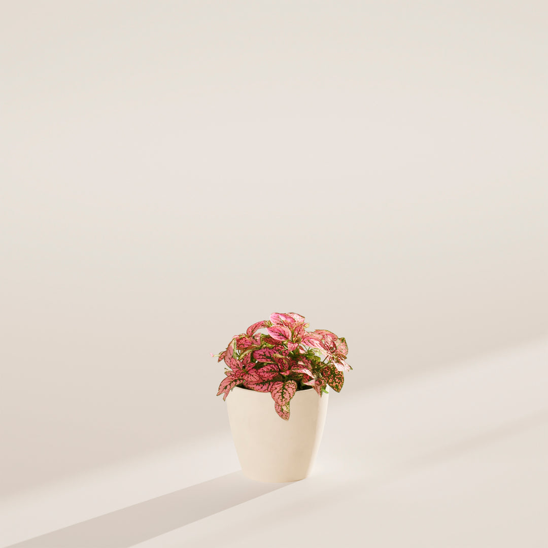 Pink Polka Dot Plant