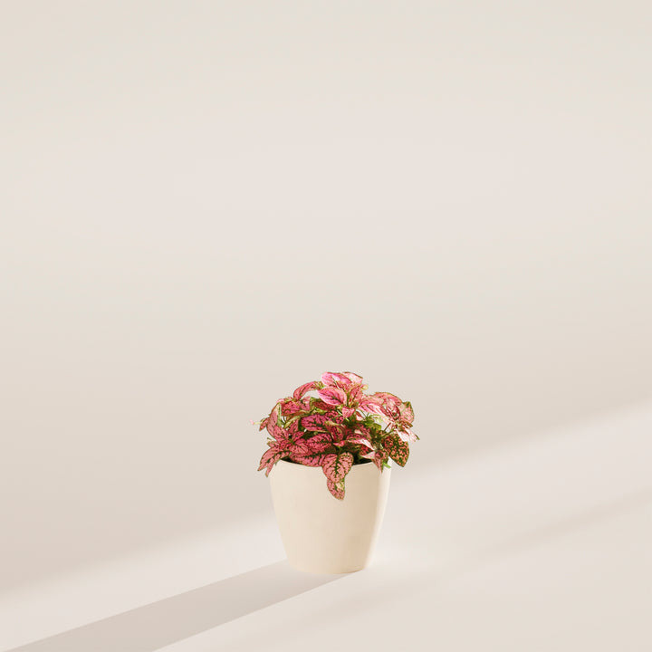 Pink Polka Dot Plant
