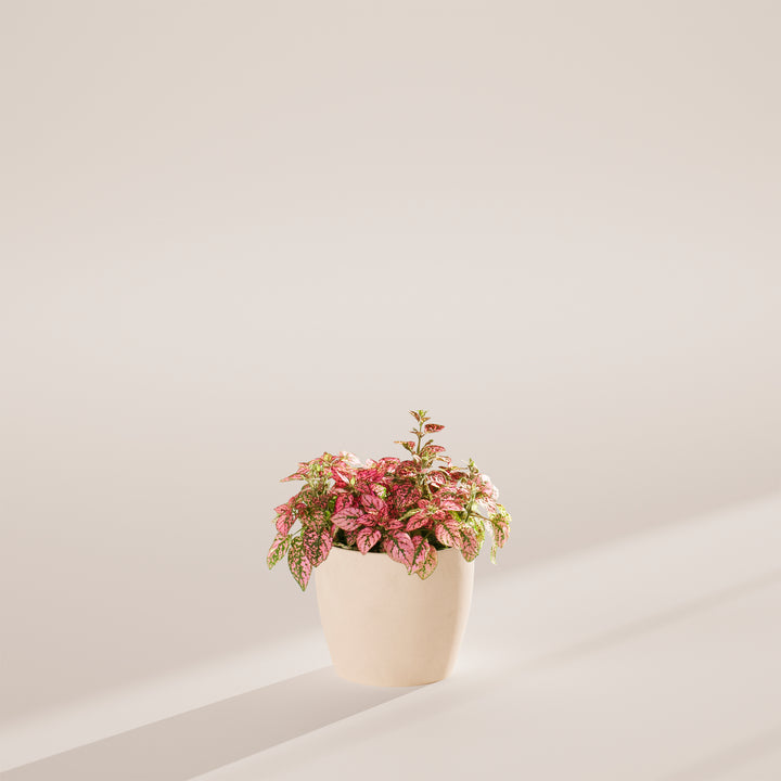 Pink Polka Dot Plant
