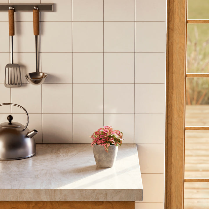 Pink Polka Dot Plant with variegated leaves in a speckled grey pot on a kitchen counter near hanging utensils.