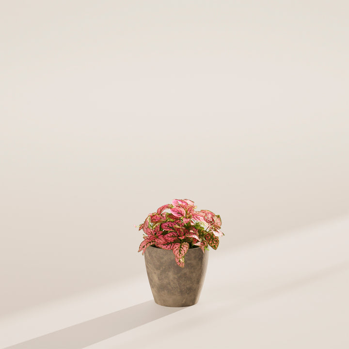 Pink Polka Dot Plant with heavily speckled pink foliage sitting in a small, concrete-textured grey pot.