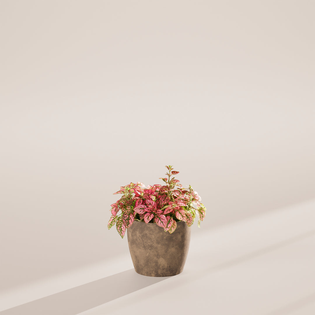 Pink Polka Dot Plant