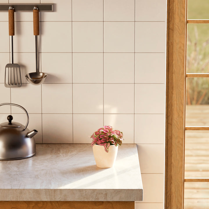 Pink Polka Dot Plant with colorful foliage in a smooth beige pot on a bright kitchen countertop next to a kettle.