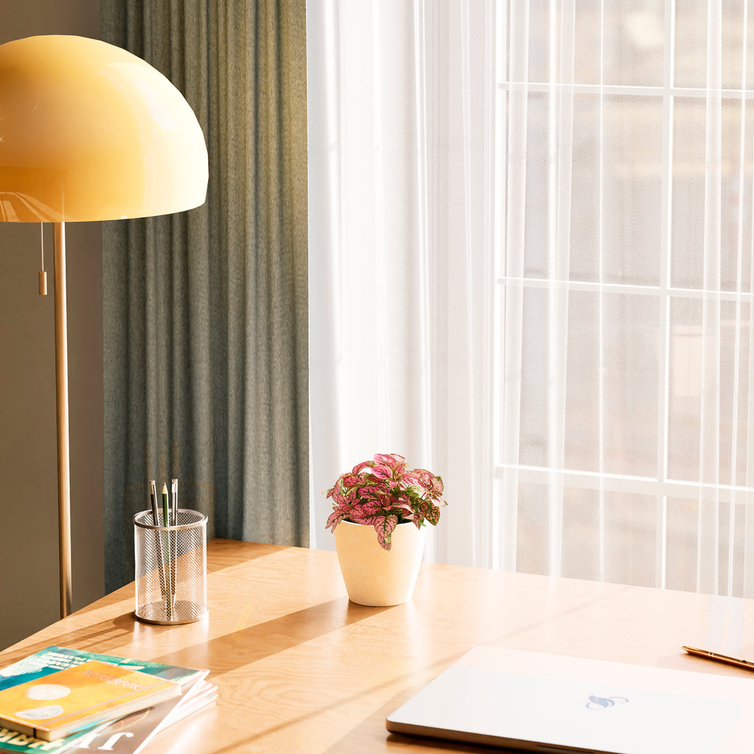 Pink Polka Dot Plant in a cream-colored pot sitting on a sunlit wooden desk next to a laptop and a lamp.