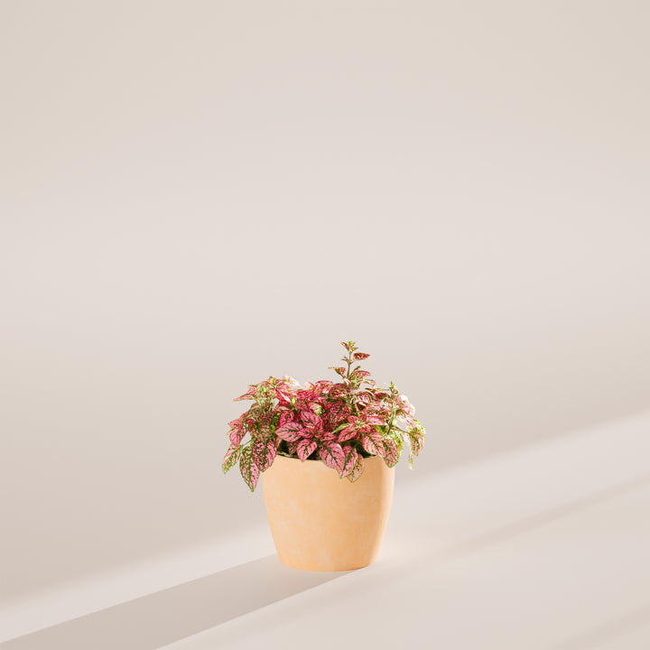 Pink Polka Dot Plant