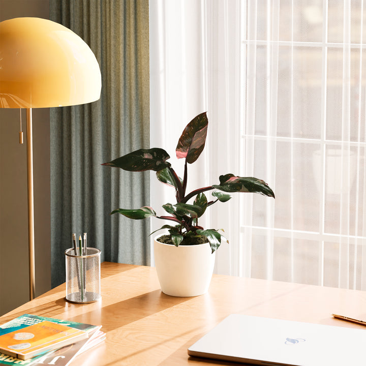 Philodendron Pink Princess houseplant for sale, featuring dark, glossy leaves with vibrant pink variegation, displayed in a modern white pot on a wooden side table in a bright living room.