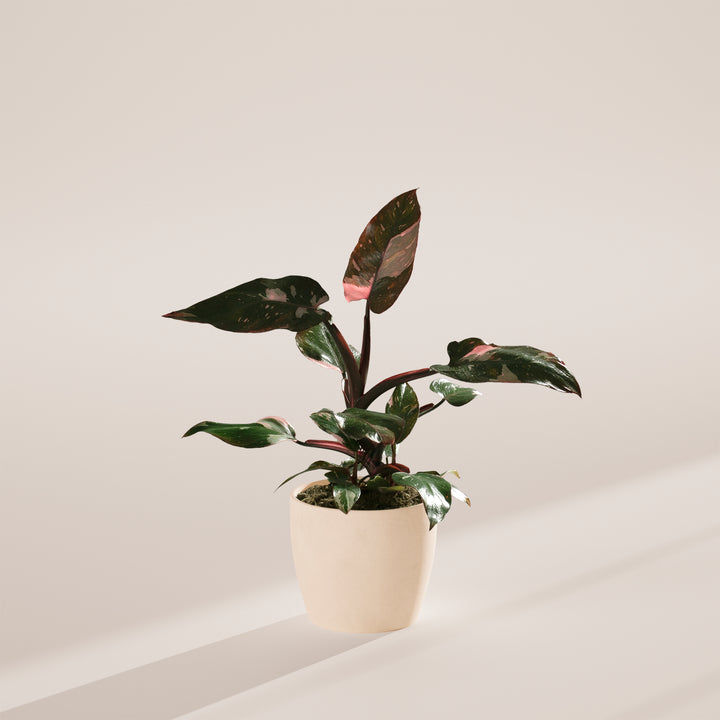 Philodendron Pink Princess in a neutral ceramic pot against a solid, minimalist studio background.