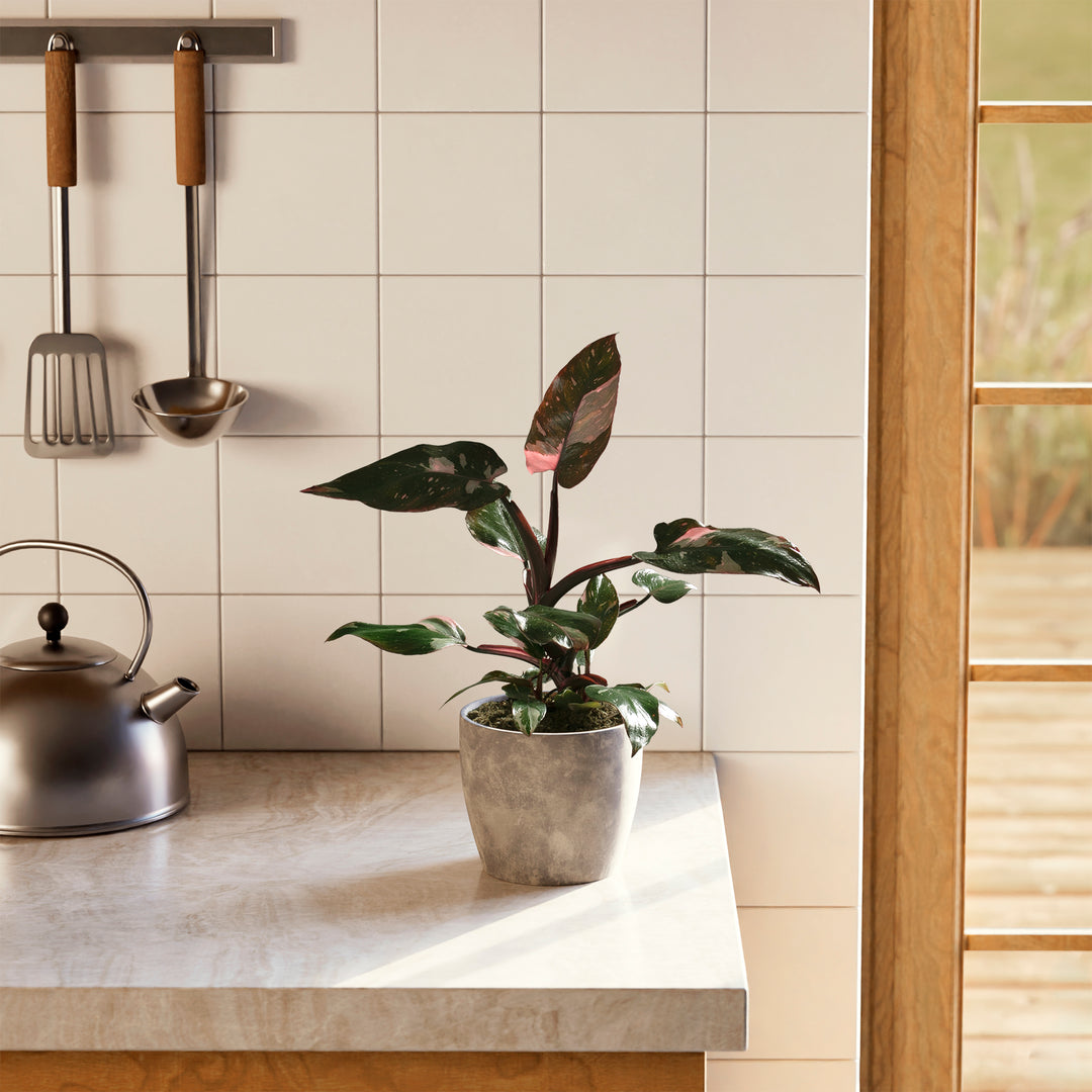 Philodendron Pink Princess with pink variegated leaves in a textured grey stone-style pot, set on a kitchen countertop next to a tea kettle.