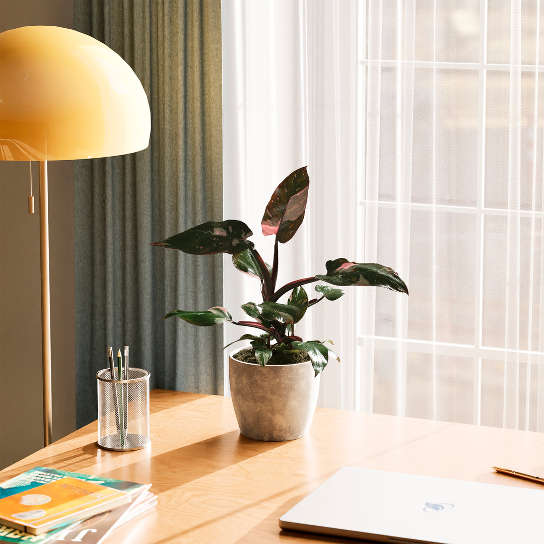 Philodendron Pink Princess with pink variegated leaves in a textured grey stone-style pot, displayed on a wooden desk near a window and a yellow lamp.