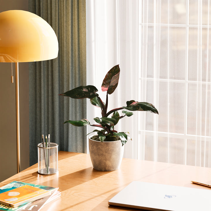 Philodendron Pink Princess with pink variegated leaves in a textured grey stone-style pot, displayed on a wooden desk near a window and a yellow lamp.