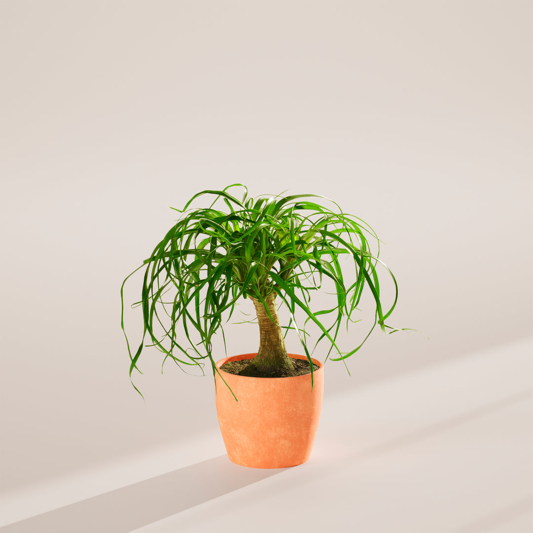 Ponytail Palm Tree