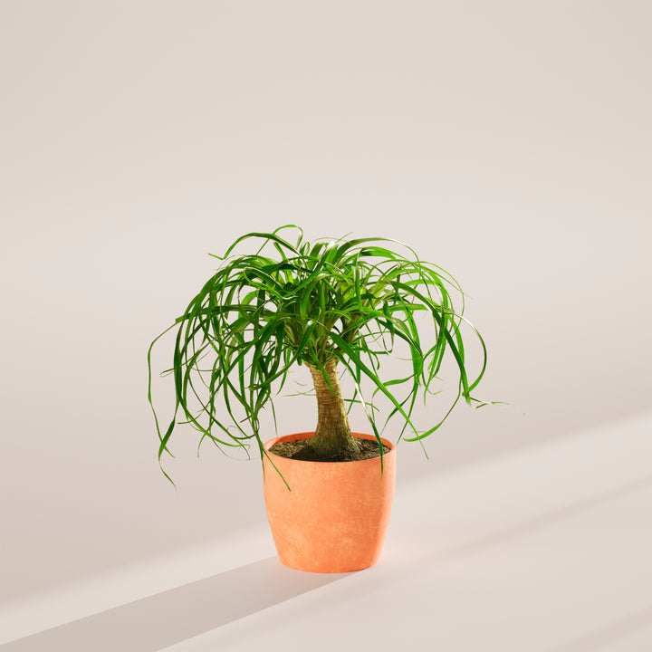 Ponytail Palm Tree