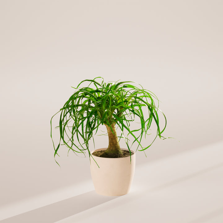 Ponytail Palm Tree
