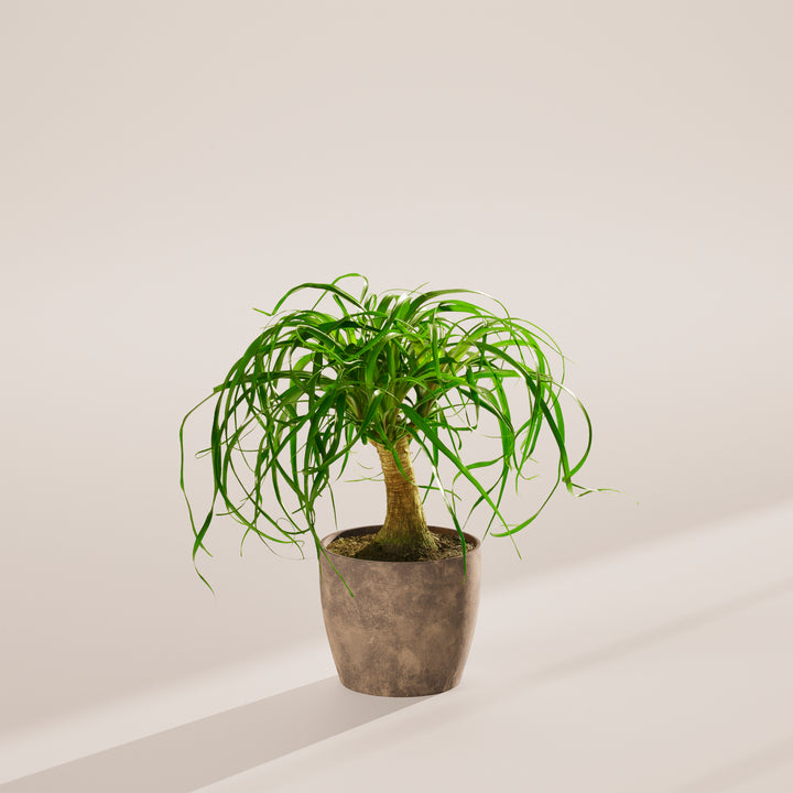 Ponytail Palm Tree