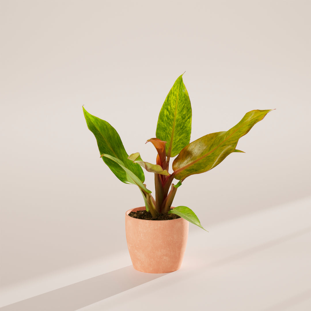 Philodendron Quad Color
