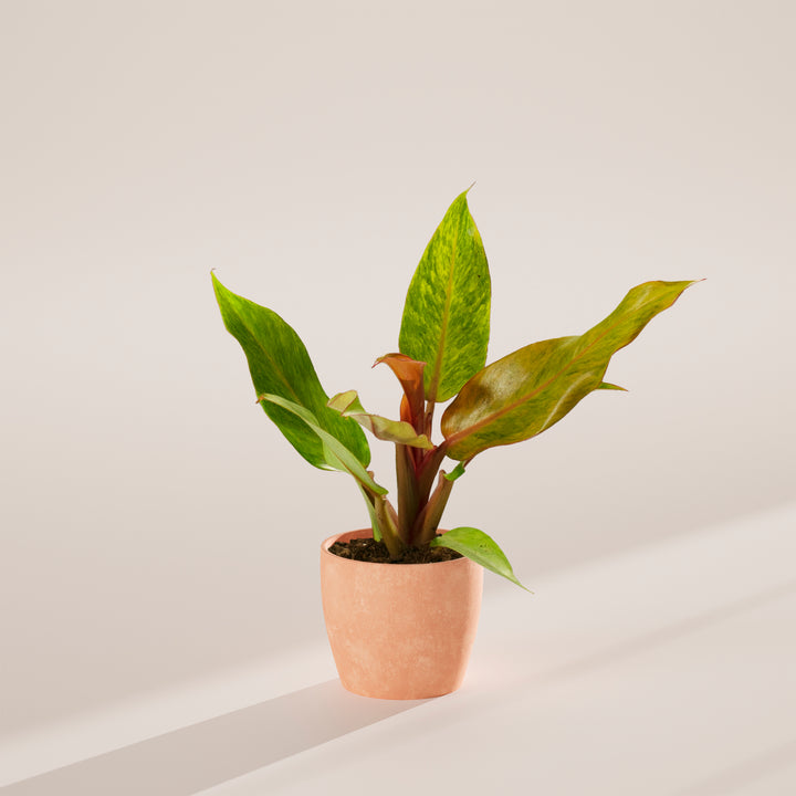 Philodendron Quad Color