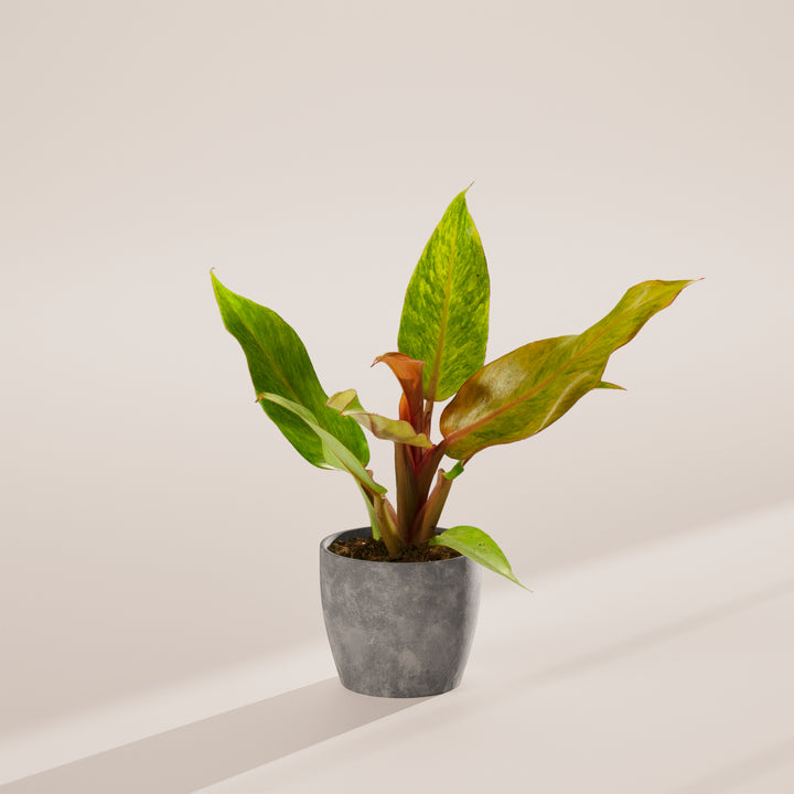 Philodendron Quad Color