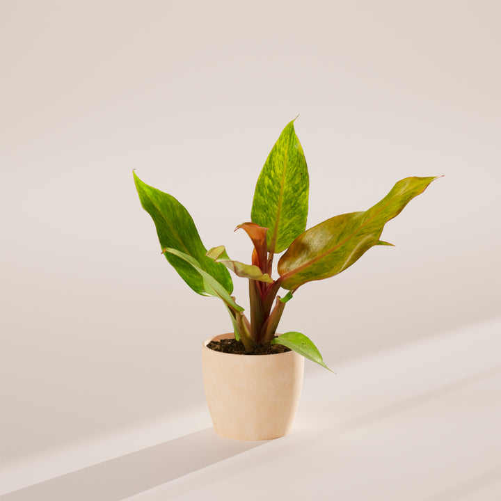 Philodendron Quad Color