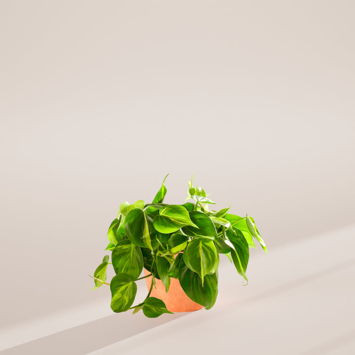 6-inch Philodendron Brasil (Philodendron hederaceum) in a terracotta pink eco pot with full trailing variegated green and yellow heart-shaped leaves on a warm grey surface with angled natural light shadow