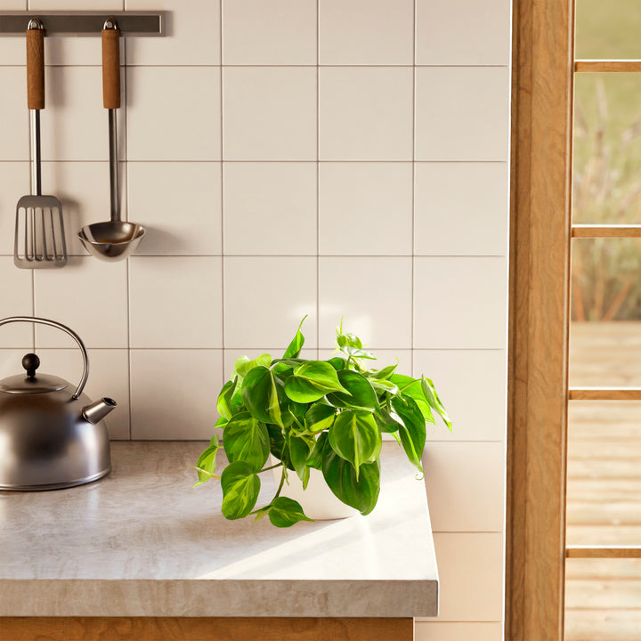 Philodendron Brasil (Philodendron hederaceum) in a round white eco coconut pot with trailing variegated green and yellow heart-shaped leaves on a stone kitchen countertop beside a stainless steel kettle with cream tile backsplash and wood-framed window in the background