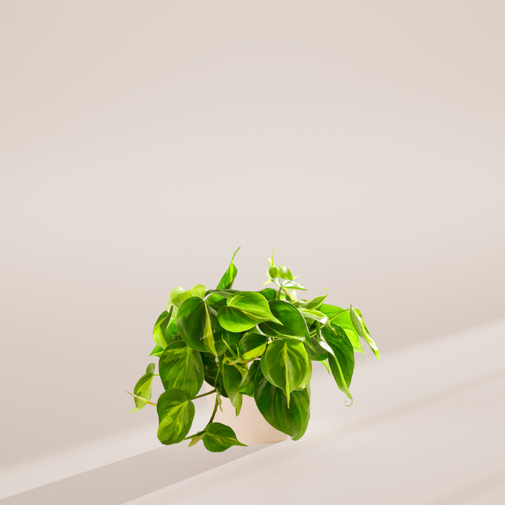 Philodendron Brasil
