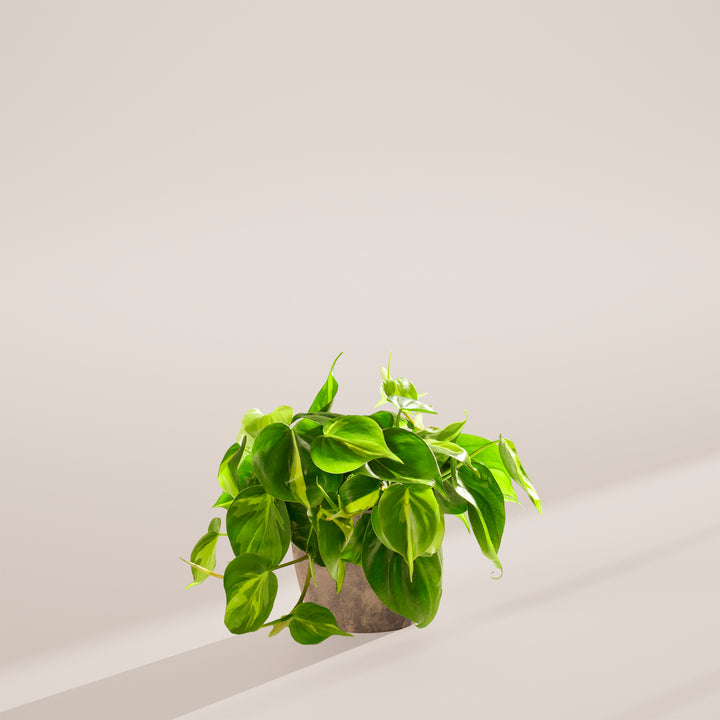 Philodendron Brasil