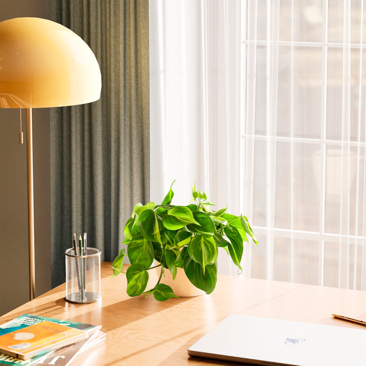 Philodendron Brasil (Philodendron hederaceum) in a round cream eco pot with trailing variegated green and yellow heart-shaped leaves on a wood desk beside a yellow dome lamp pencil cup and books with sheer curtains and natural light in the background