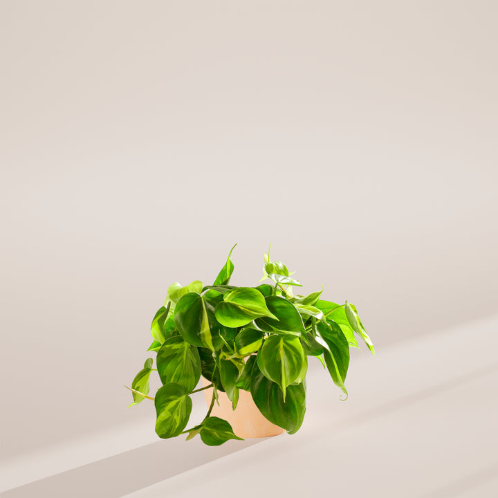 Philodendron Brasil