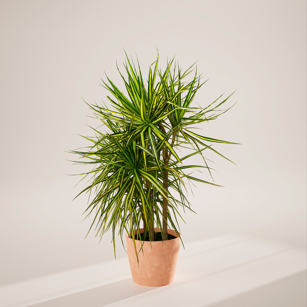 Dracaena 'Ray of Sunshine'
