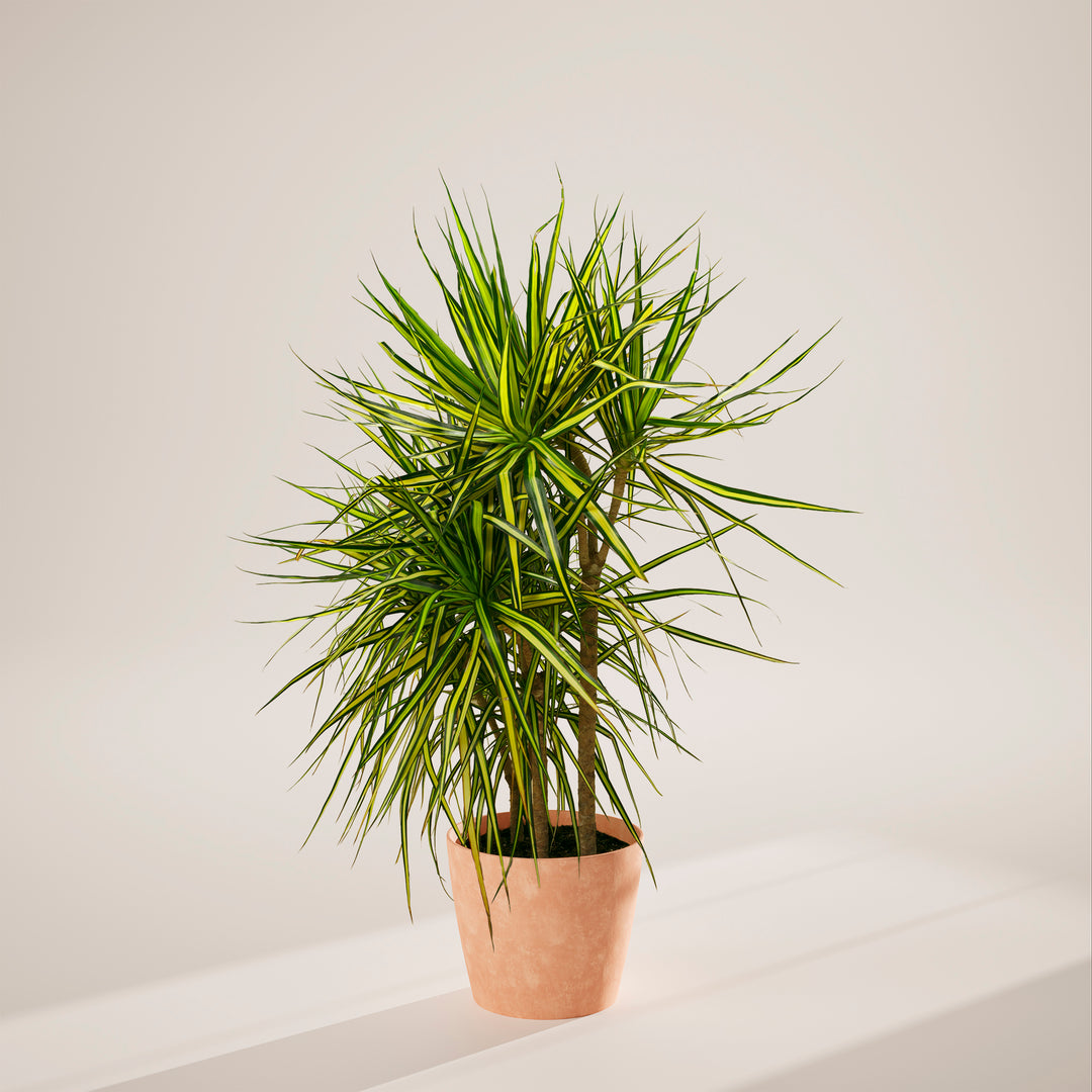 Dracaena 'Ray of Sunshine'