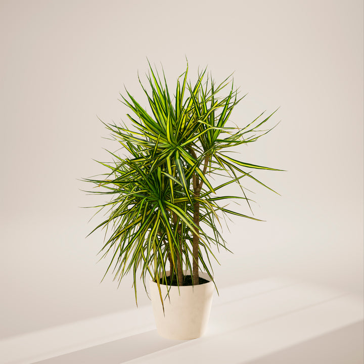 Dracaena 'Ray of Sunshine'