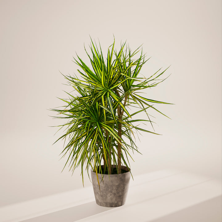 Dracaena 'Ray of Sunshine'