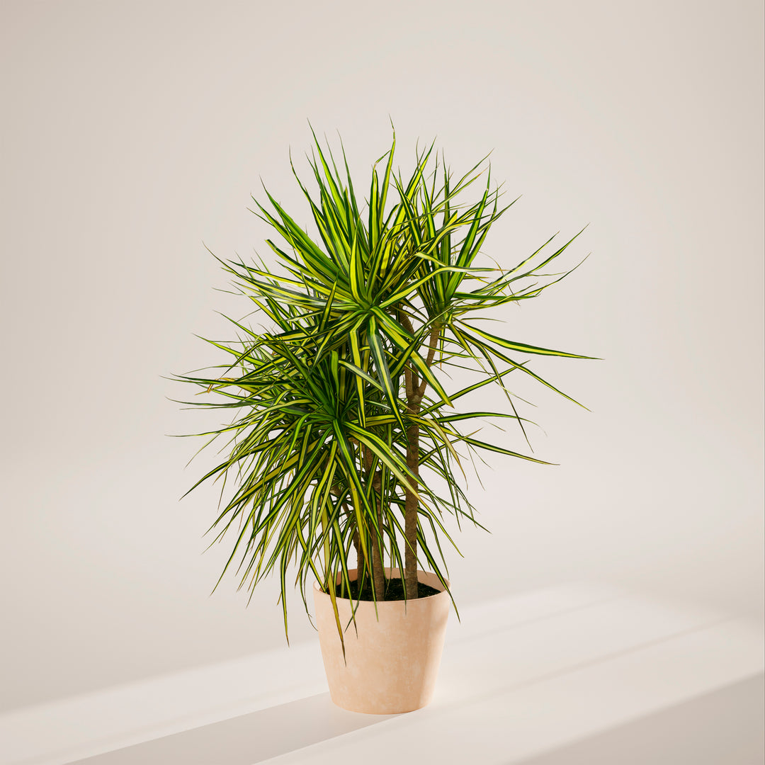 Dracaena 'Ray of Sunshine'