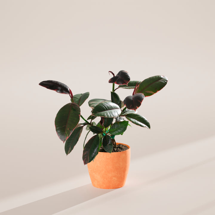 Ruby Rubber Tree Plant