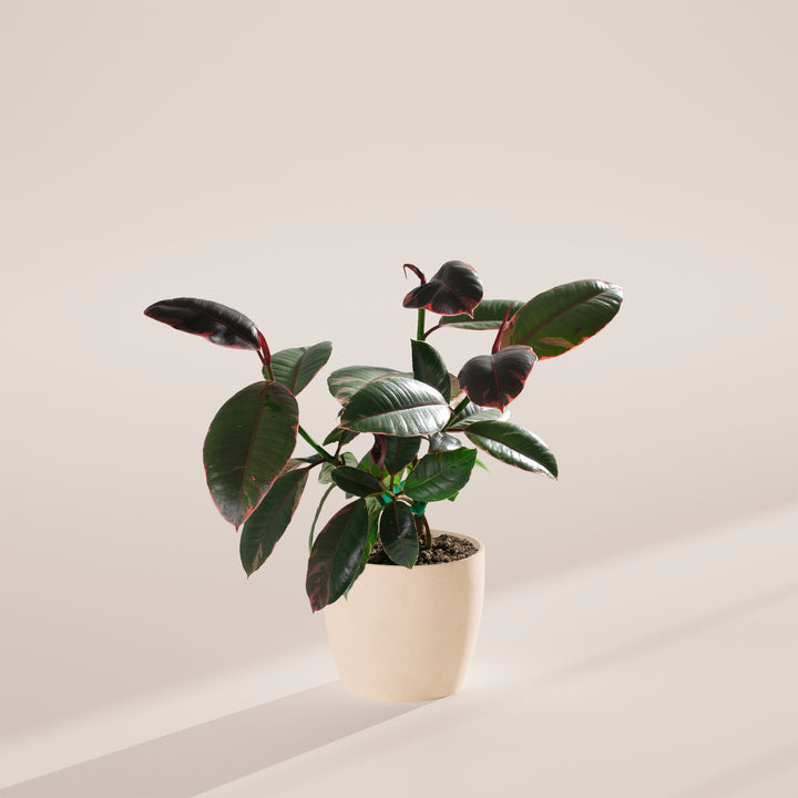 Ruby Rubber Tree Plant